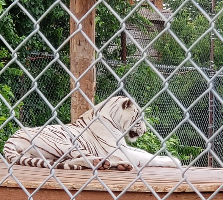 Tiger Safari Zoological Park (Tuttle,&nbspOK)